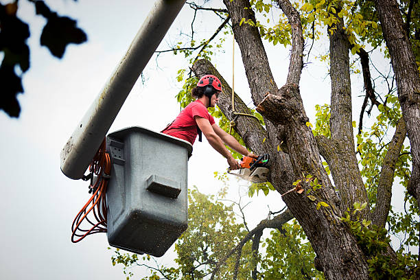 Residential Tree Removal in Lower Burrell, PA